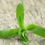Stevia plant